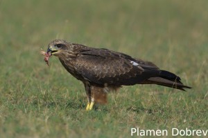 Black kite
