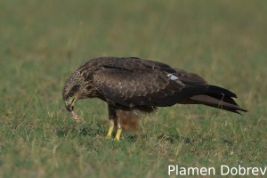 Black kite
