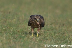 Black kite