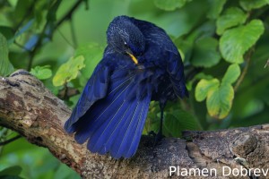 Blue whistling thrush
