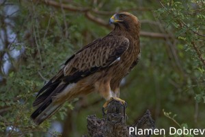Booted eagle