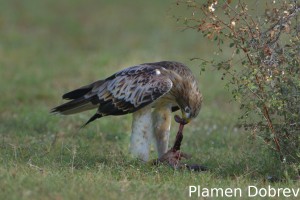 Booted eagle