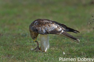 Booted eagle