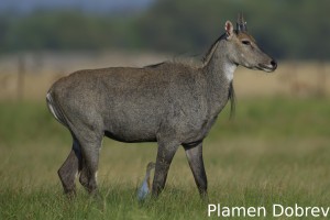 DSC6114_DxO