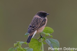 DSC8501_DxO-2