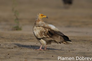 Egyptian vulture