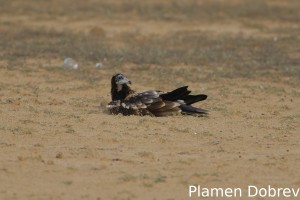 Egyptian vulture