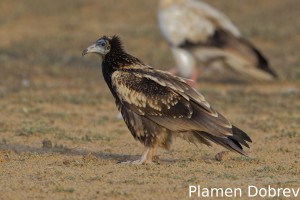 Egyptian vulture