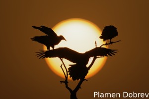 Egyptian vulture
