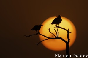 Egyptian vulture