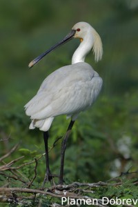 Eurasian spoonbill