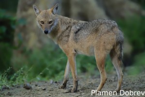 Golden jackal