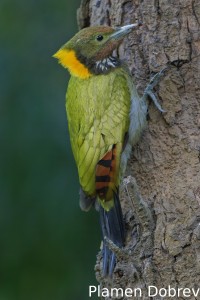 Greater yellownape