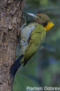 Greater yellownape