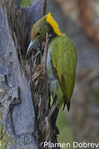 Greater yellownape