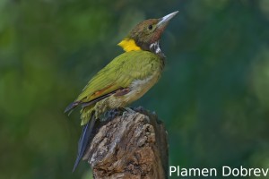 Greater yellownape