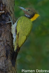 Greater yellownape