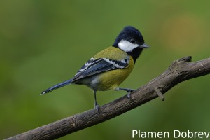 Green-backed tit