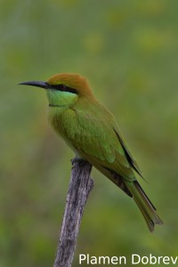 Green bee-eater
