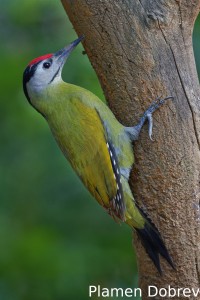 Grey-headed woodpecker