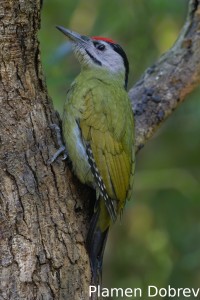 Grey-headed woodpecker