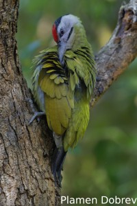 Grey-headed woodpecker