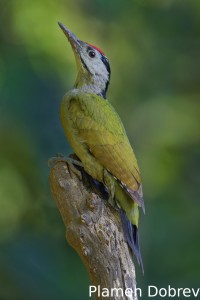 Grey-headed woodpecker
