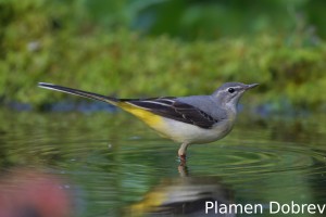 Grey wagtail