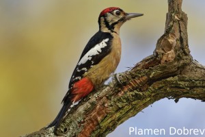 Himalayan woodpecker
