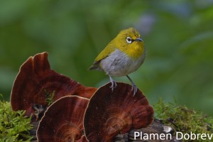 Indian-white eye
