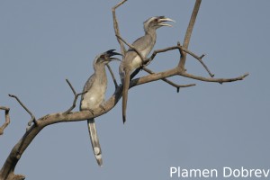Indian Grey Hornbill