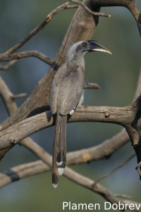 Indian Grey Hornbill