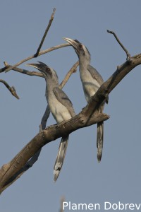Indian Grey Hornbill