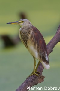 Indian pond heron