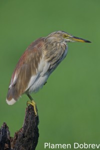 Indian pond heron
