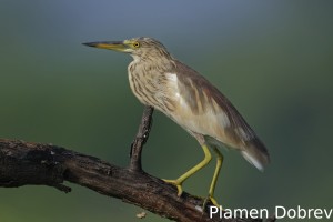 Indian pond heron