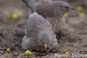 Jungle babbler