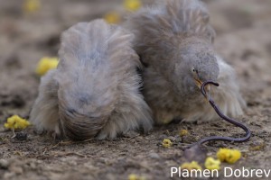 Jungle babbler