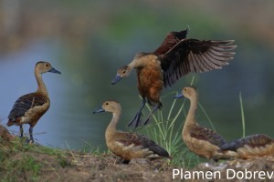 Lesser whistling duck