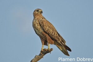 Long-legged buzzard