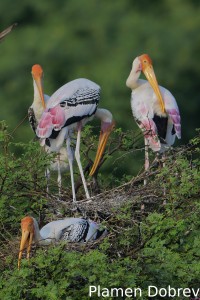 Painted stork