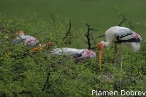 Painted stork