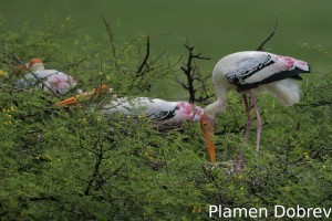 Painted stork
