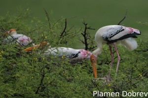Painted stork