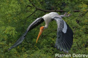 Painted stork
