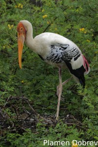 Painted stork