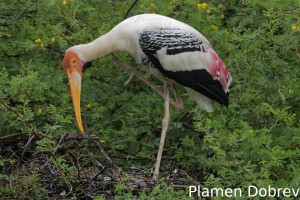 Painted stork