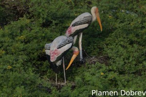 Painted stork
