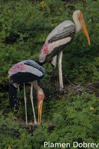Painted stork