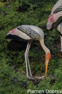 Painted stork